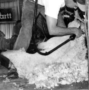 Shearing Sheep